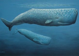 babywhale3