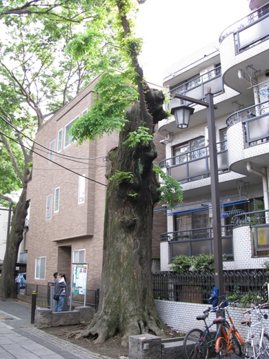 1fattree